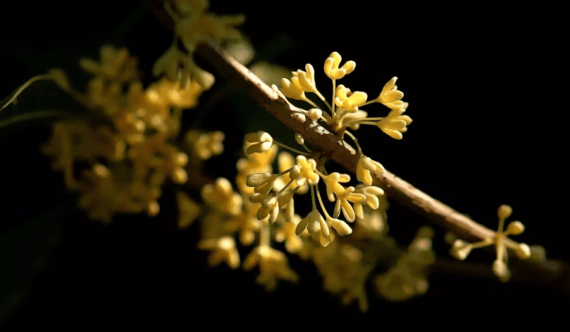 DAAO Cosmetic ®|The products are naturally carved and beautifully decorated. Which of the top 10 hydrosols is your favorite?(pic12) image.png