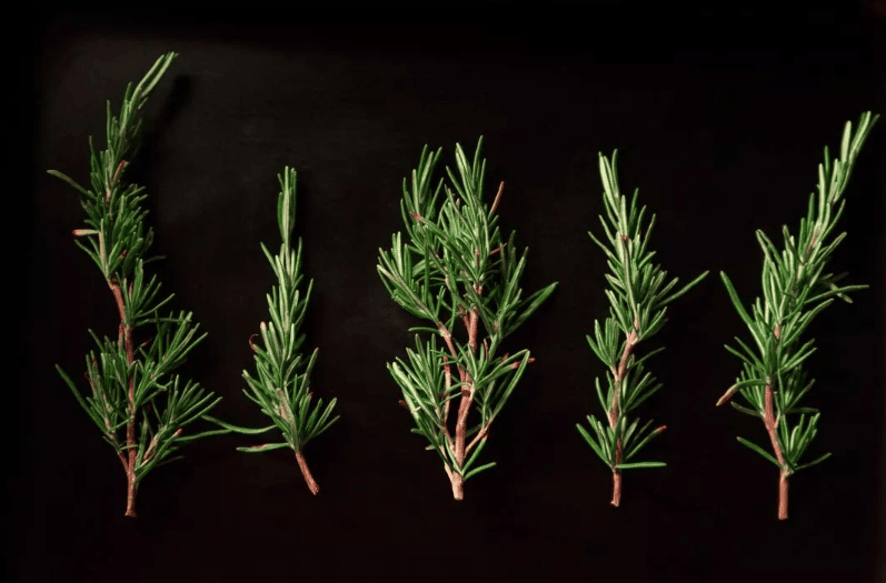 DAAO Cosmetic ®|The products are naturally carved and beautifully decorated. Which of the top 10 hydrosols is your favorite?(pic13) image.png