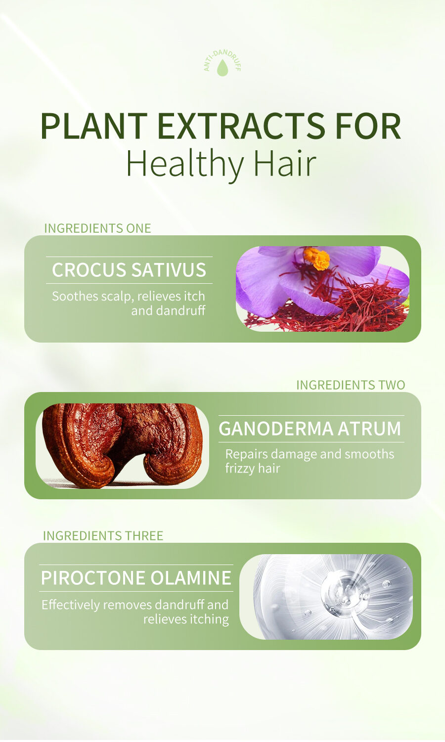 OEM Dandruff Control Shampoo Natural Koelreuteria Flower & Ganoderma Extract Soothing Scalp Care for Dry Itchy Scalp(pic4)